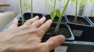 Какой должен быть грунт для рассады томатов?