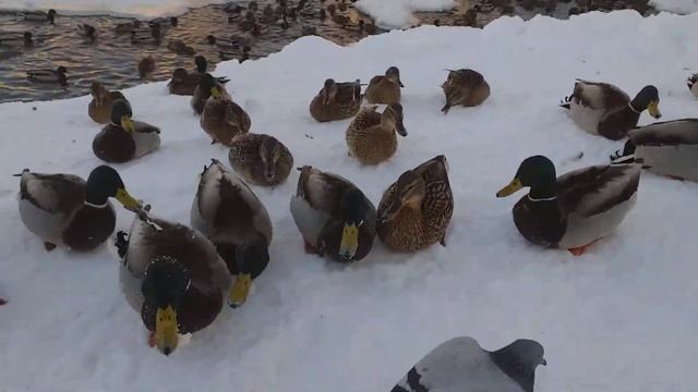 Помогаю птицам в глухозимье. смотреть онлайн