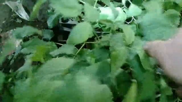 Малина из крапивки которую сажали зимой. смотреть онлайн