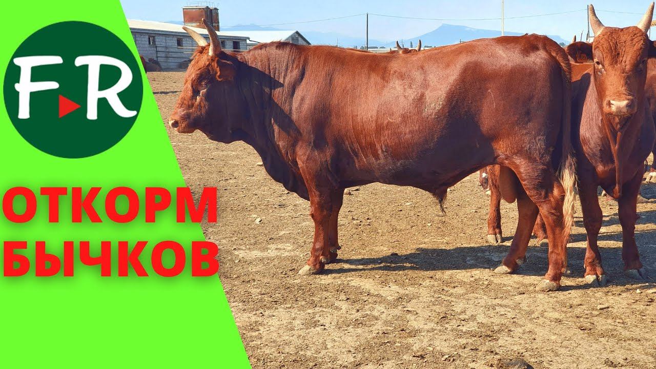 Откорм калмыцкий бычков в Дагестане. В каком возрасте купил бычков? Сколько откармливать бычков? смотреть онлайн