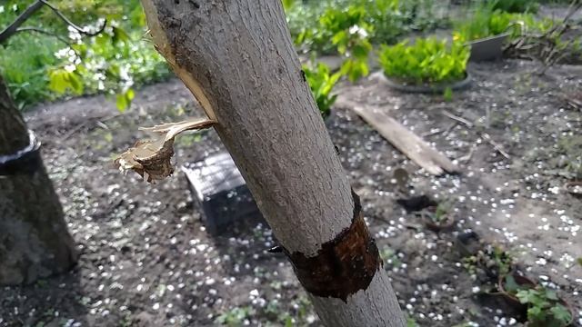 Защита деревьев от тли и муравьев смотреть онлайн