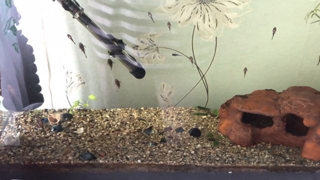 Гуппи Московские голубые и голубые неоновые пецилии смотреть онлайн