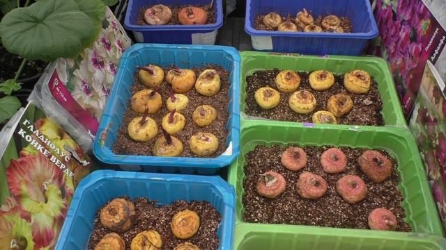 Гладиолусы. Проращивание перед посадкой и размножение
