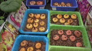 Гладиолусы. Проращивание перед посадкой и размножение