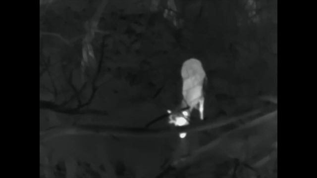 Night Pearl Scops 35 ELITE смотреть онлайн