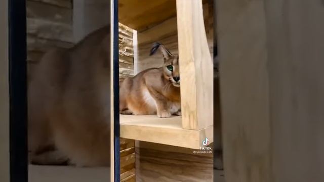 КОШКА РЫСЬ РЫЧИТ И МЯУКАЕТ смотреть онлайн