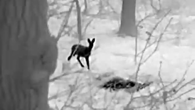 #InfiRay #Appo #AP13 sarna / roe смотреть онлайн