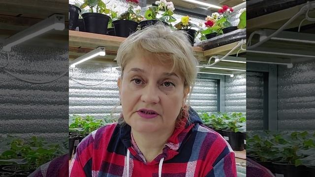 Бегония элатиор, технология запуска бегонии в цветение. смотреть онлайн