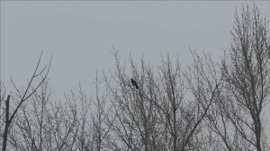 Crow Hunting dec 22 /Охота на ворон