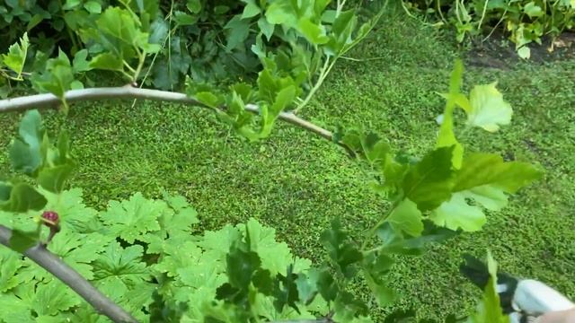 КАК ОБРЕЗАТЬ ШЕЛКОВИЦУ? смотреть онлайн