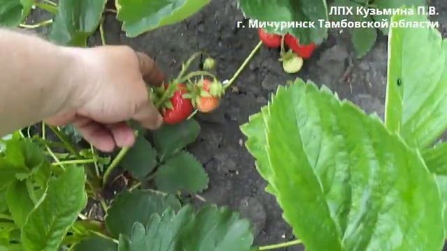 Элиана 21 06 2022 г смотреть онлайн