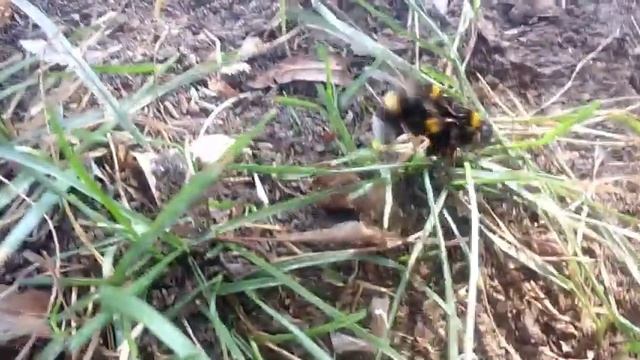 Шмели спариваются,или дерутся?