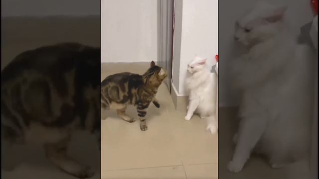 Кот встает на задние лапы и наносит удар. смотреть онлайн