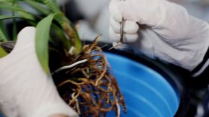 Пересадка КАМБРИИ после покупки от А до Я. Подробная инструкция