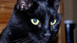 Порода кошек. Бомбейская кошка.Пантера в миниатюре ,с блестящей и шелковистой черной шерстью