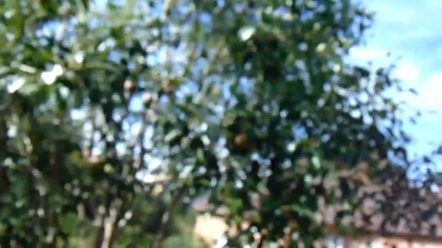 Груши и Вишня в Сибирском Саду Чернобаева, Саяногорск смотреть онлайн