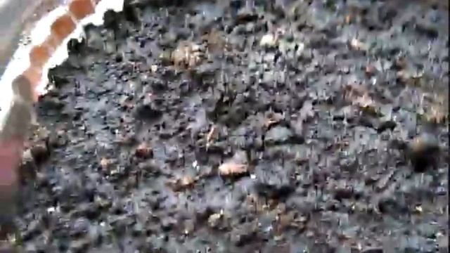 Как вырастить кукурузу на своём участке смотреть онлайн