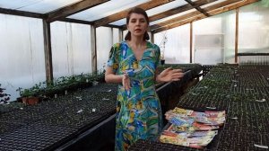 Цветы для балкона: как выбрать?