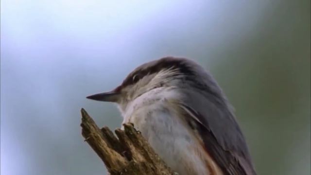 ПОПОЛЗЕНЬ ОБЫКНОВЕННЫЙ - очень запасливая и трудолюбивая птица, к тому же отменный древолаз! смотреть онлайн