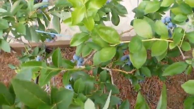 голубика Чандлер первый сбор урожая. Blueberry chandler first harvest. смотреть онлайн