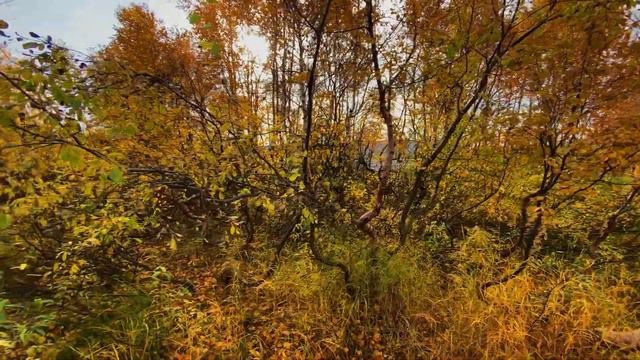 The Autumn Leaves. #Мончегорск #кольскийполуостров #kolapeninsula #North #arctic #monchegorskAutumn