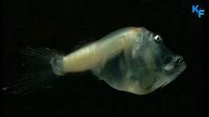 Рыба Удильщик - Монстр из морских глубин. Морской чёрт. Глубоководное чудовище.