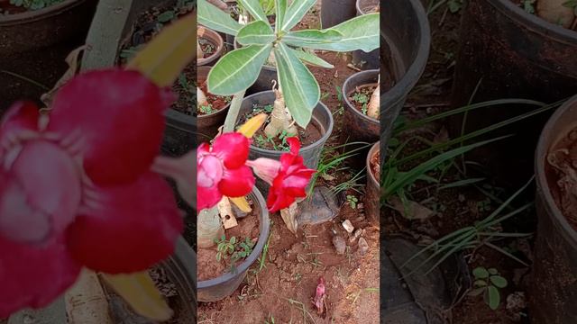 adenium flower bonchai#shortvideo смотреть онлайн