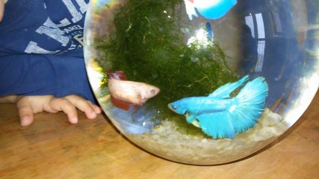 Рыбка петушок. Саша и Тёма решили посмотреть смогут ли два петушка жить в одном аквариуме. смотреть онлайн