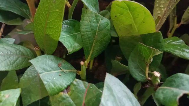 🧐🚀👌 Размножение голубики черенками осенью (один месяц)