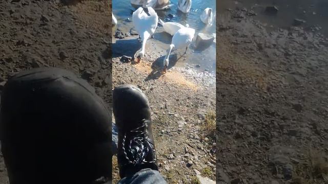 Как правильно кормить лебедей смотреть онлайн