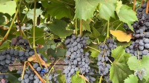 КИШМИШ из которого ПОЛУЧАЕТСЯ САМЫЙ ВКУСНЫЙ ИЗЮМ! Виноград КИШМИШ ЮПИТЕР