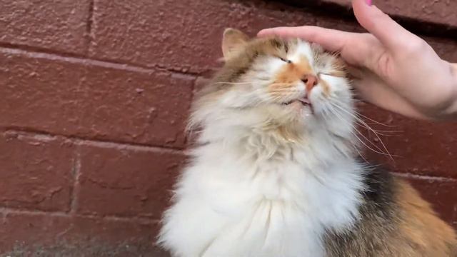 Lovely multicolored kitty acting like she really don't care if a human pet her. смотреть онлайн