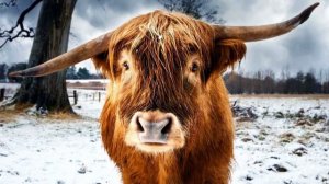 К чему снится БЫК или видеть БЫКОВ во сне ★ Толкование Снов ★ СОННИК 3.0™