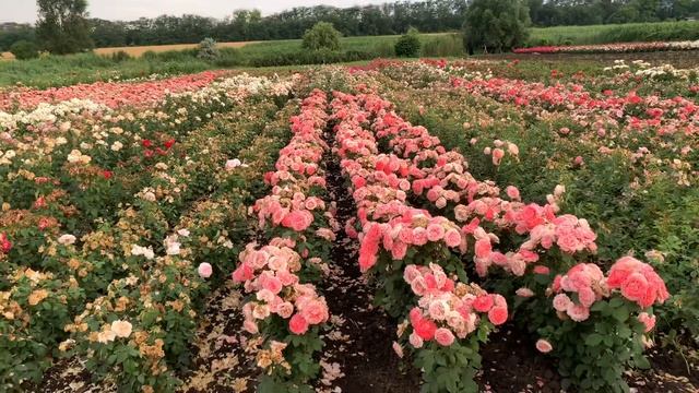 Цветём) про осенние отправки… смотреть онлайн