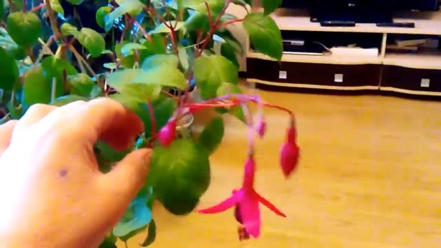 Цветение фуксии смотреть онлайн