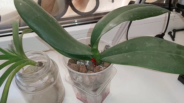 Сюрпризы от Любимых ОРХИДЕЙ, Орхоманам на РАДОСТЬ, злюкам на зависть смотреть онлайн