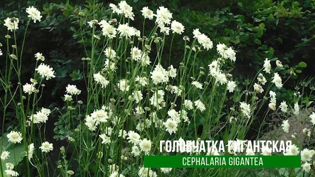 Сухостои, растения поздней осенью; декоративные растения осенью; садоводство осенью