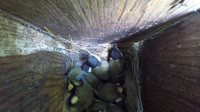 Синица большая №150603 3 скворечник в школьном саду 2015 06 07 14