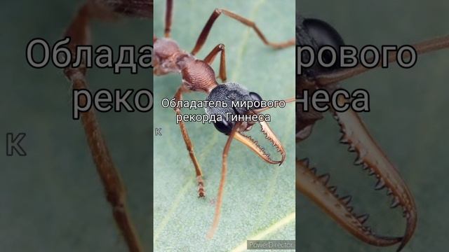 Самый опасный муравей в мире #информация #интересно #познавательное #shorts смотреть онлайн