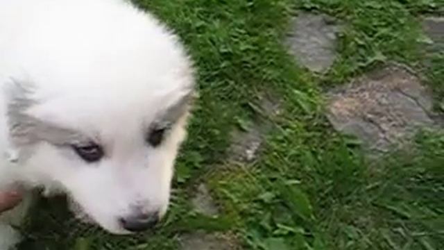 Защитник смотреть онлайн