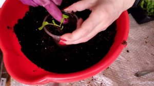 Пересадка виолы и петунии из ящиков в стаканчики.