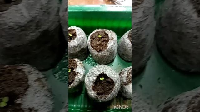 Взошла петуния суперкаскадная и георгина. смотреть онлайн