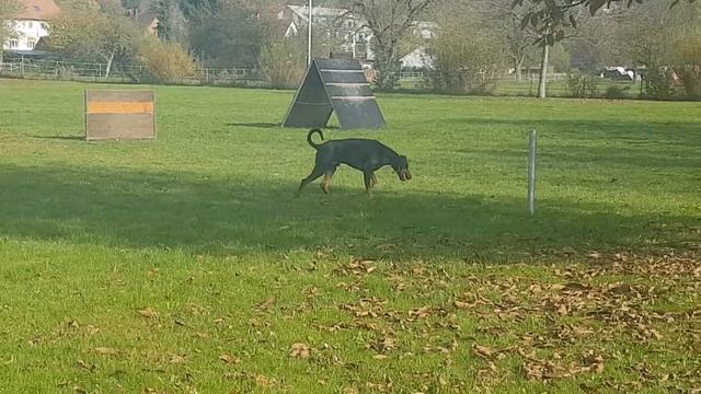 Dobermann смотреть онлайн