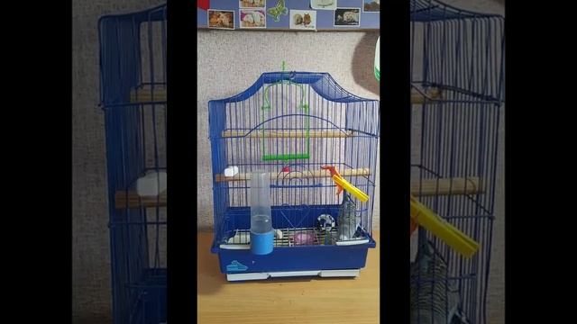 Чем можно кормить волнистых попугаев, а чем нельзя. смотреть онлайн