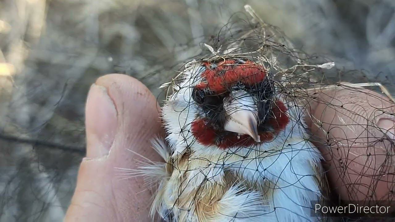 Ловля щеглов и реполовов. 17.04.2021 год. смотреть онлайн