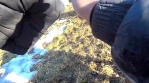 Первые отличия пород пчел карника и среднерусская после выставки пчел