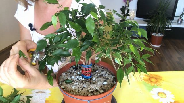 БОНСАЙ из фикуса Бенджамина в домашних условиях. Формирование кроны. Часть IIІ смотреть онлайн