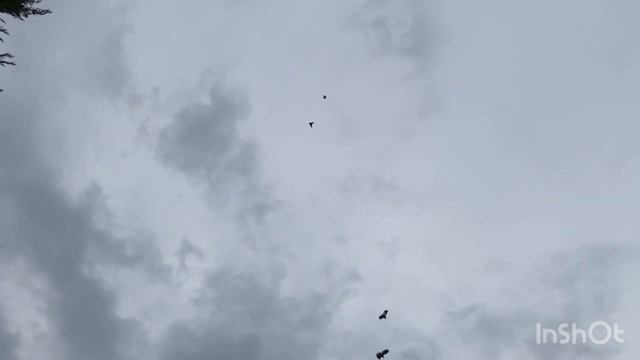 Николаевские голуби смотреть онлайн