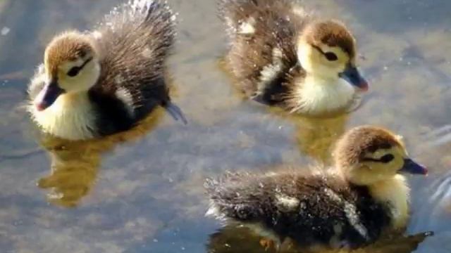 Танец маленьких утят! смотреть онлайн