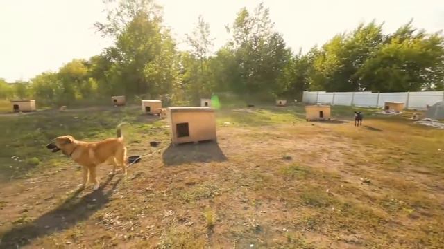 Приют АЗИРА и акция "Рок в защиту животных" смотреть онлайн